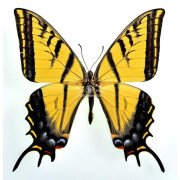 PAPILIO MULTICAUDATA GRANDIOSUS